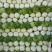 北京三号白菜，冬储北京三号白菜，大量现货