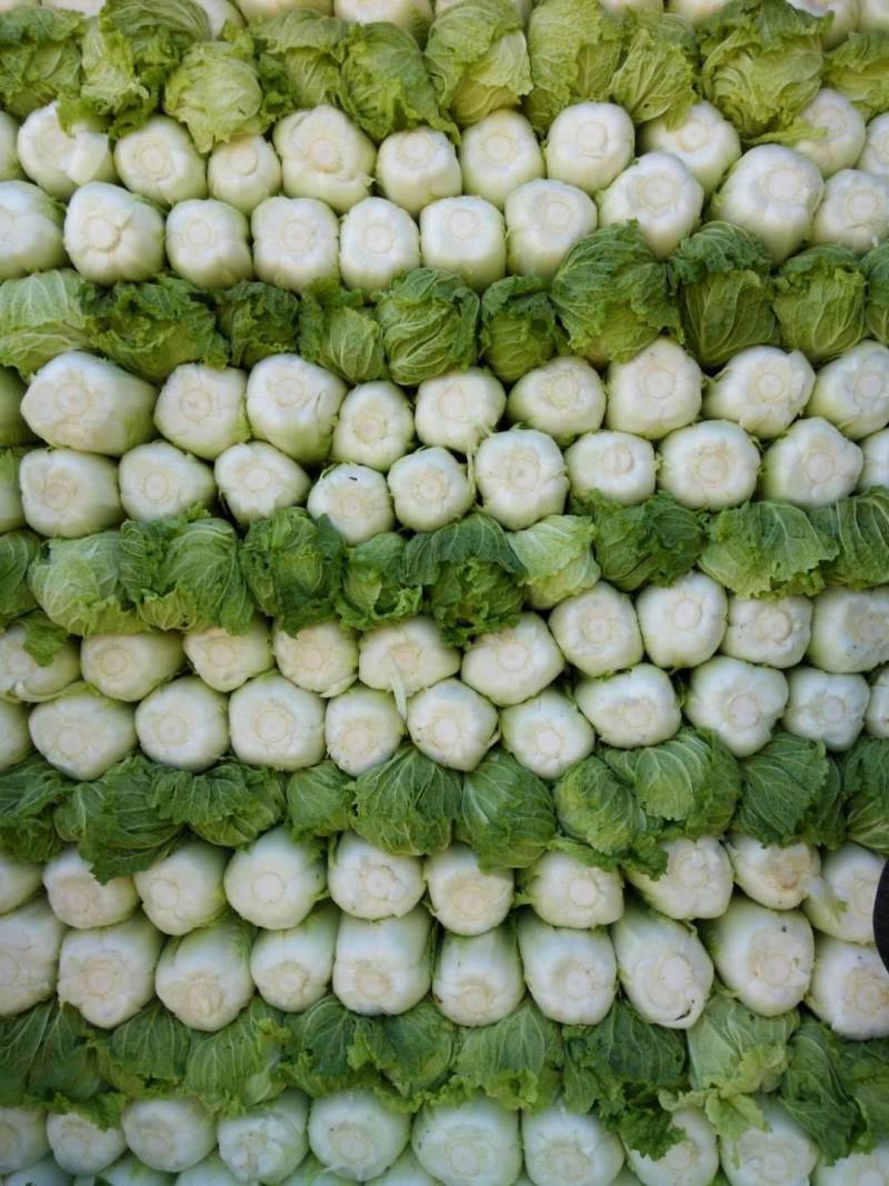 北京三号白菜，冬储北京三号白菜，大量现货