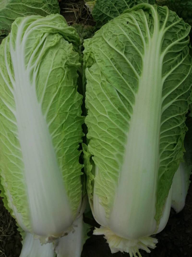 北京三号白菜，冬储北京三号白菜，大量现货