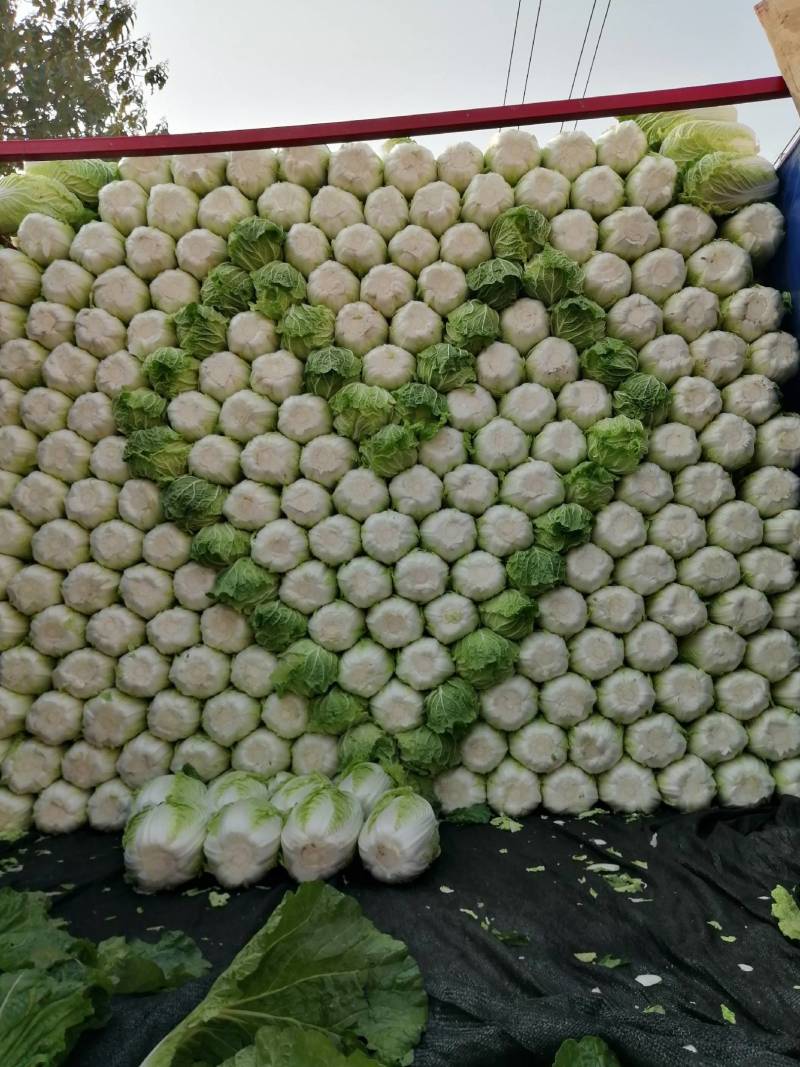 北京三号白菜，冬储北京三号白菜，大量现货