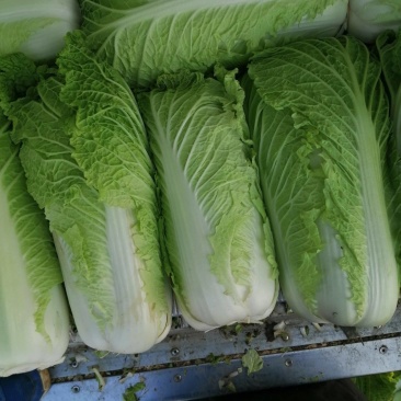 北京三号白菜，冬储北京三号白菜，大量现货