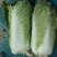 北京三号白菜，冬储北京三号白菜，大量现货