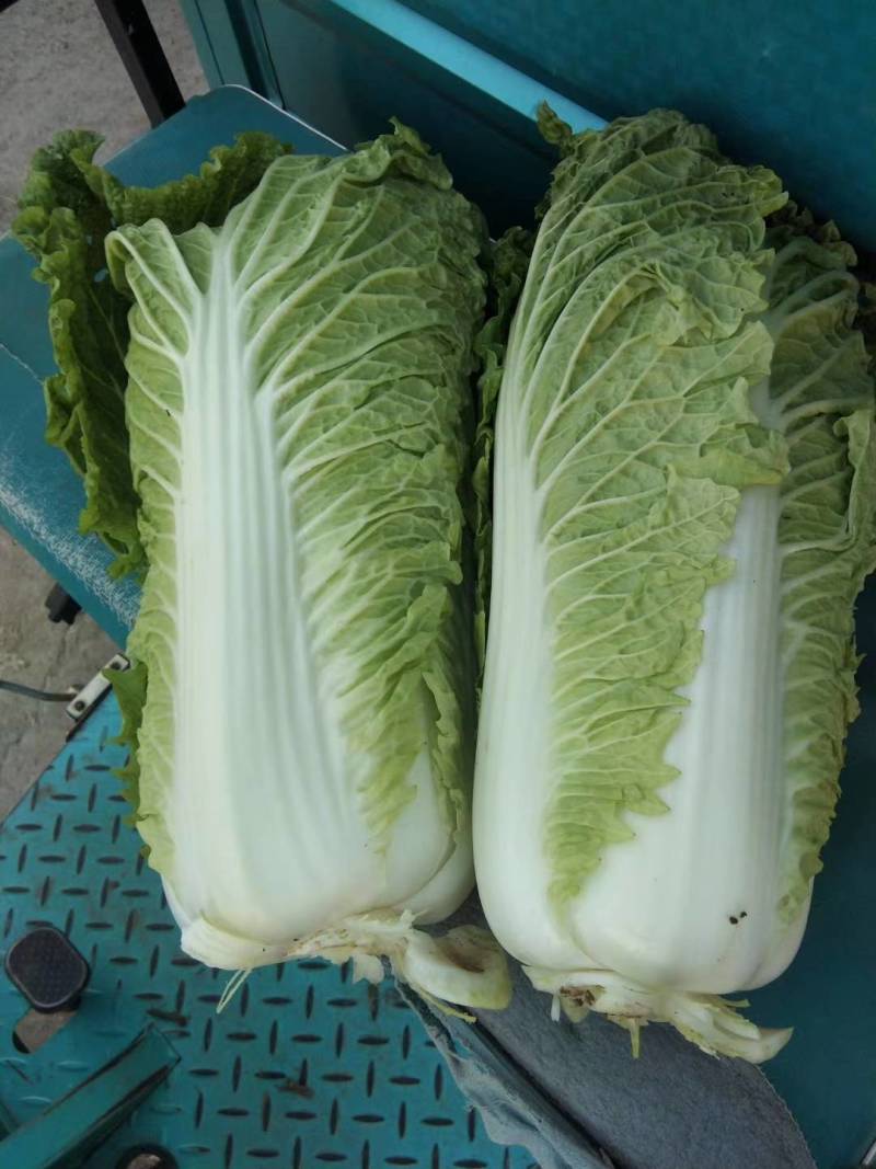 北京三号白菜，冬储北京三号白菜，大量现货