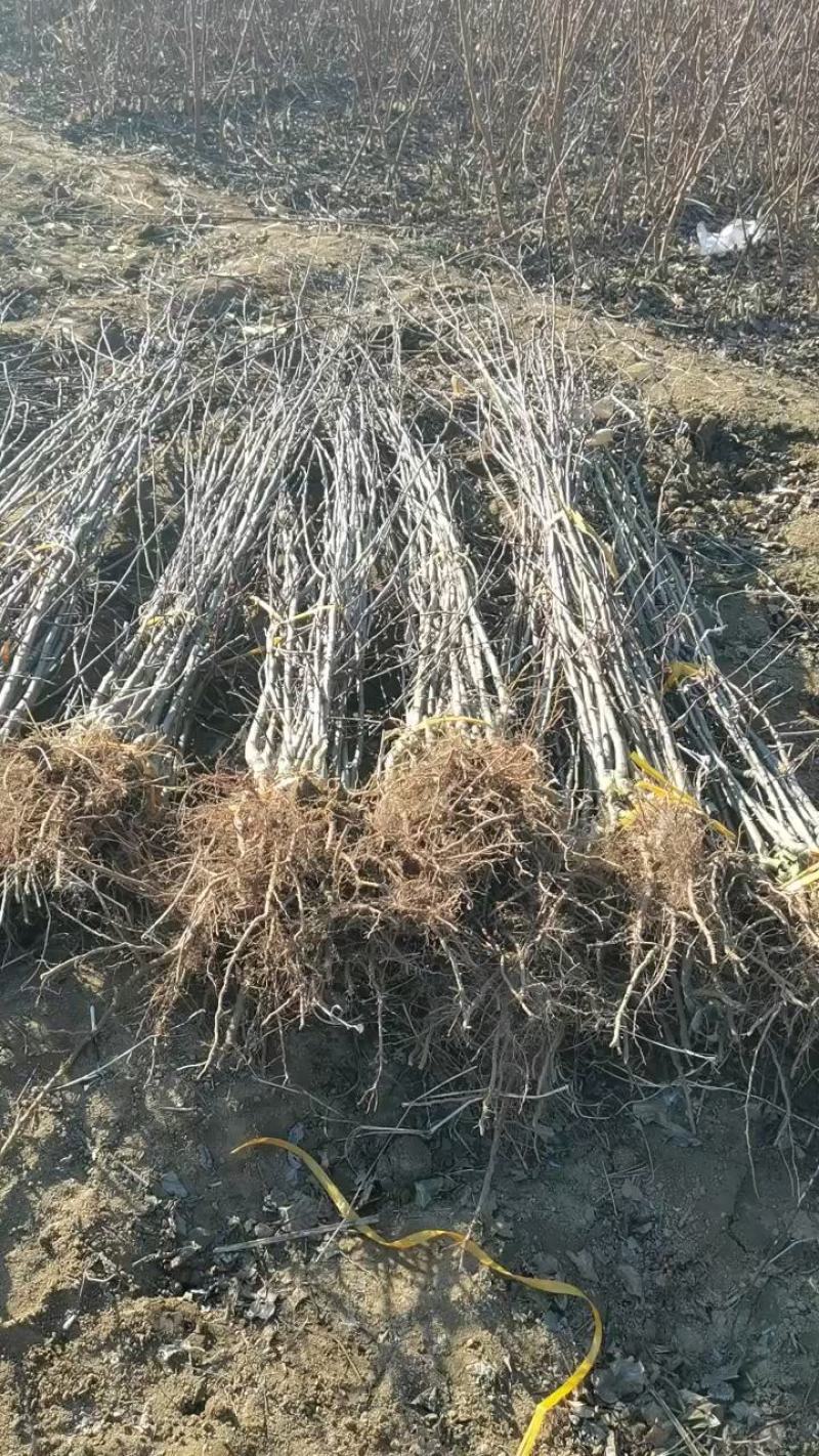 国丰七李子苗，现起现发货保证质量保证纯度，死苗补发