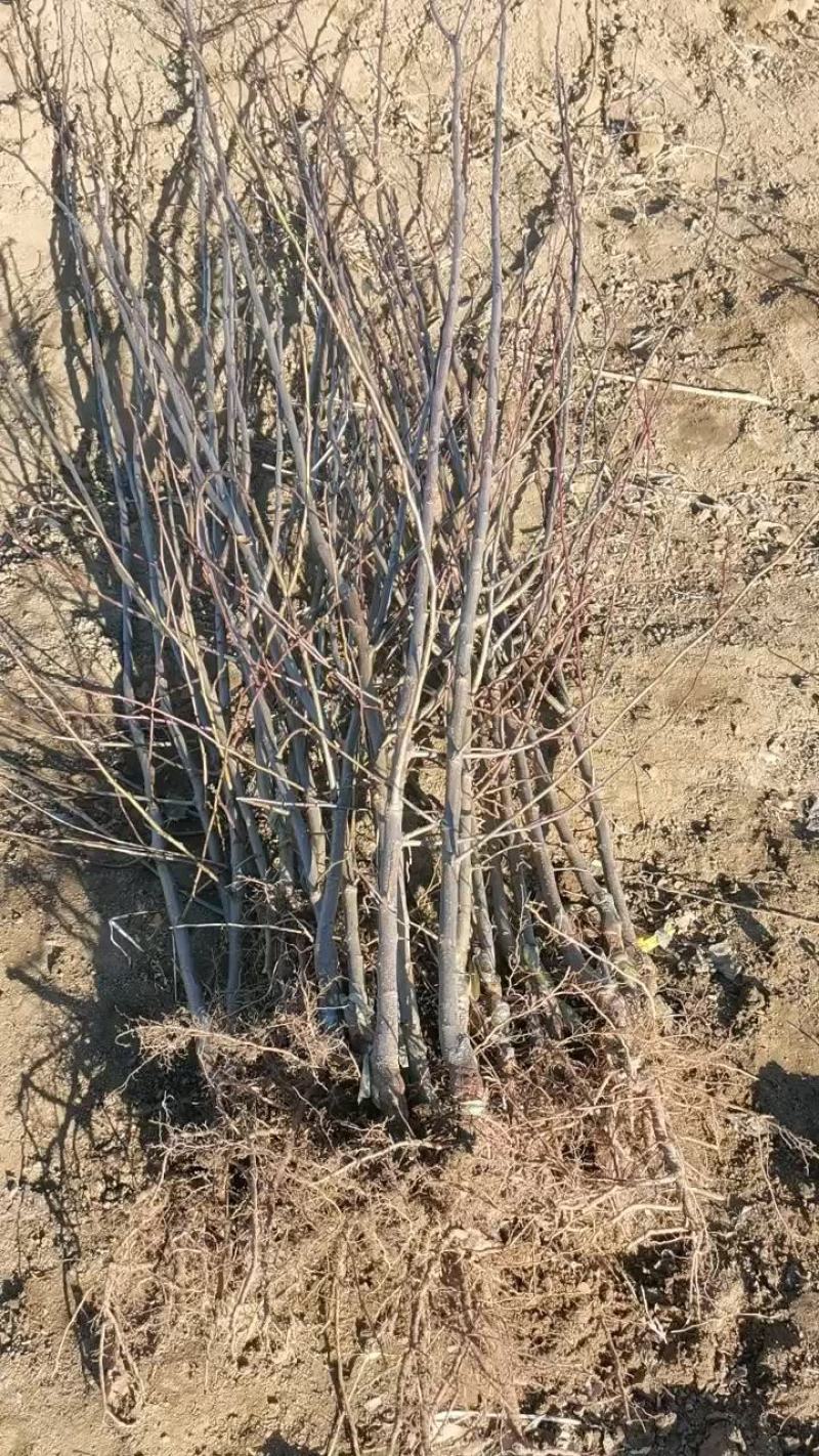 国丰七李子苗，现起现发货保证质量保证纯度，死苗补发