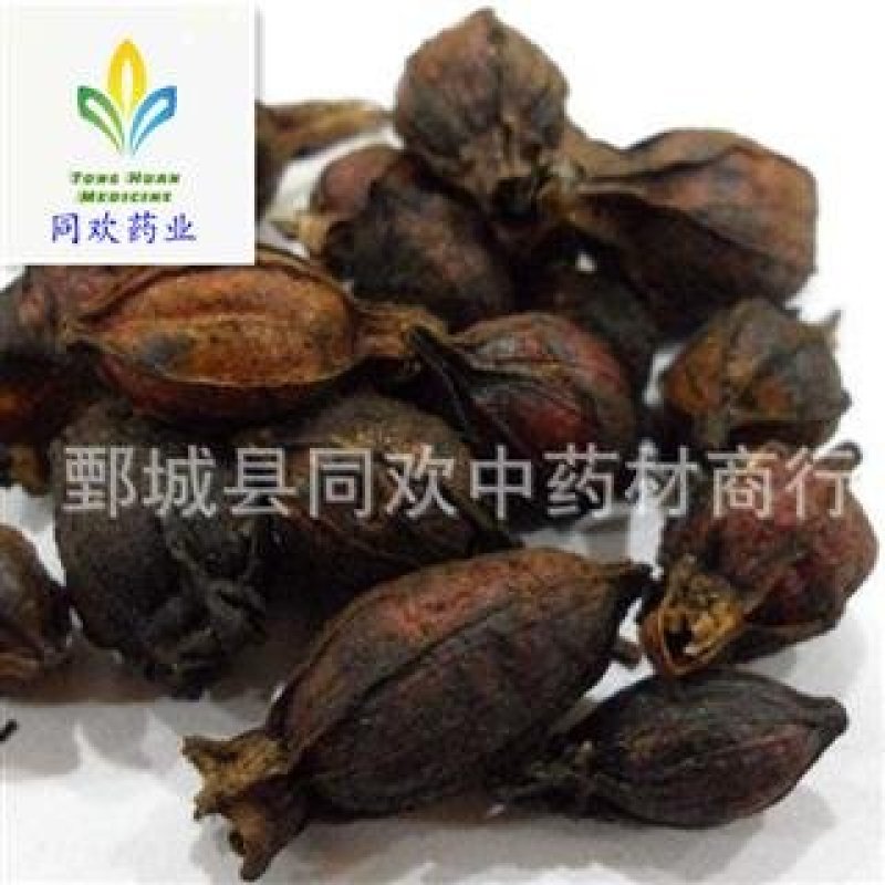 【炒栀子】@【同欢药材】中药材批发供应规格齐全量大从优
