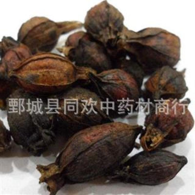 【炒栀子】@【同欢药材】中药材批发供应规格齐全量大从优