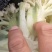 有机菜花，小米花，有机花菜，有机花，菜花