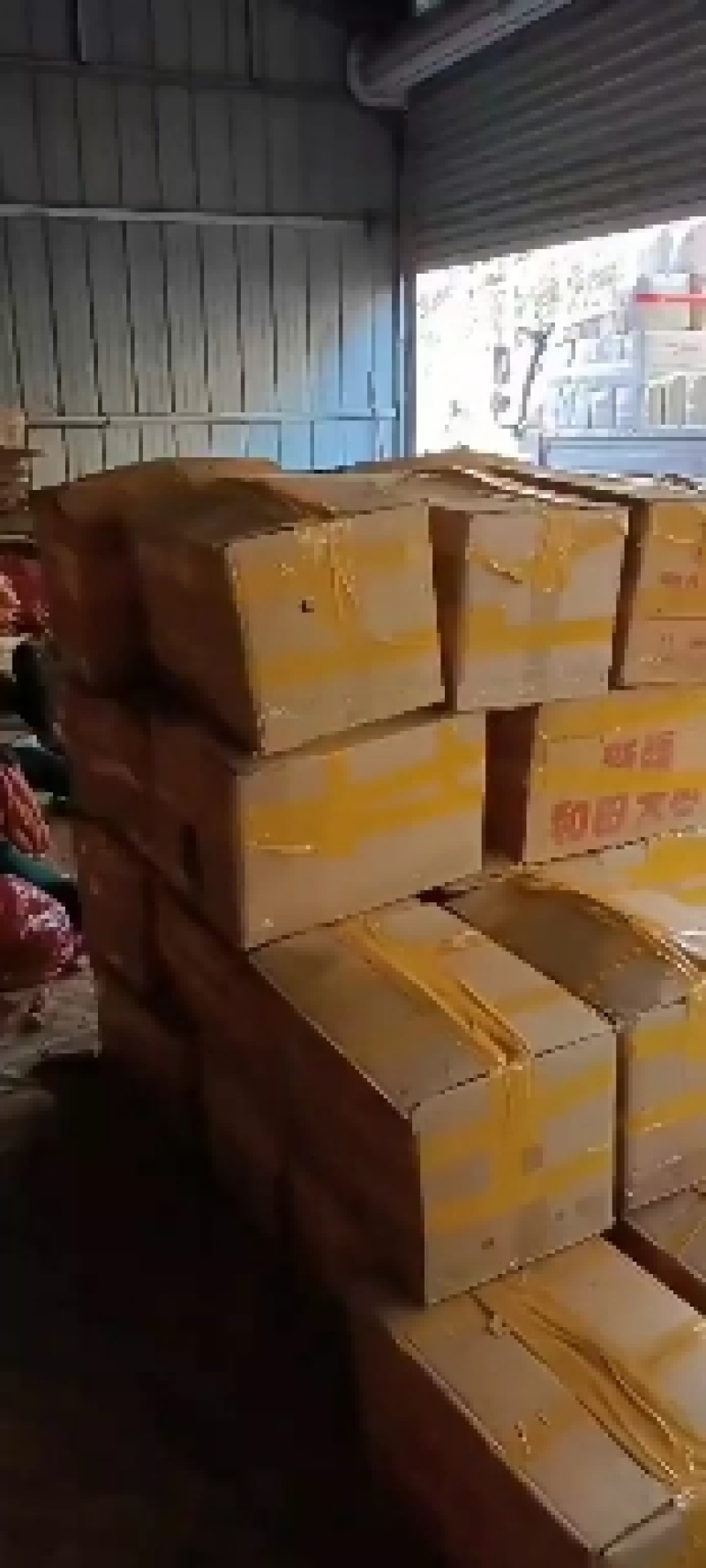 大量出售沙土地烟薯25烤薯软糯香甜中块可做微商电商