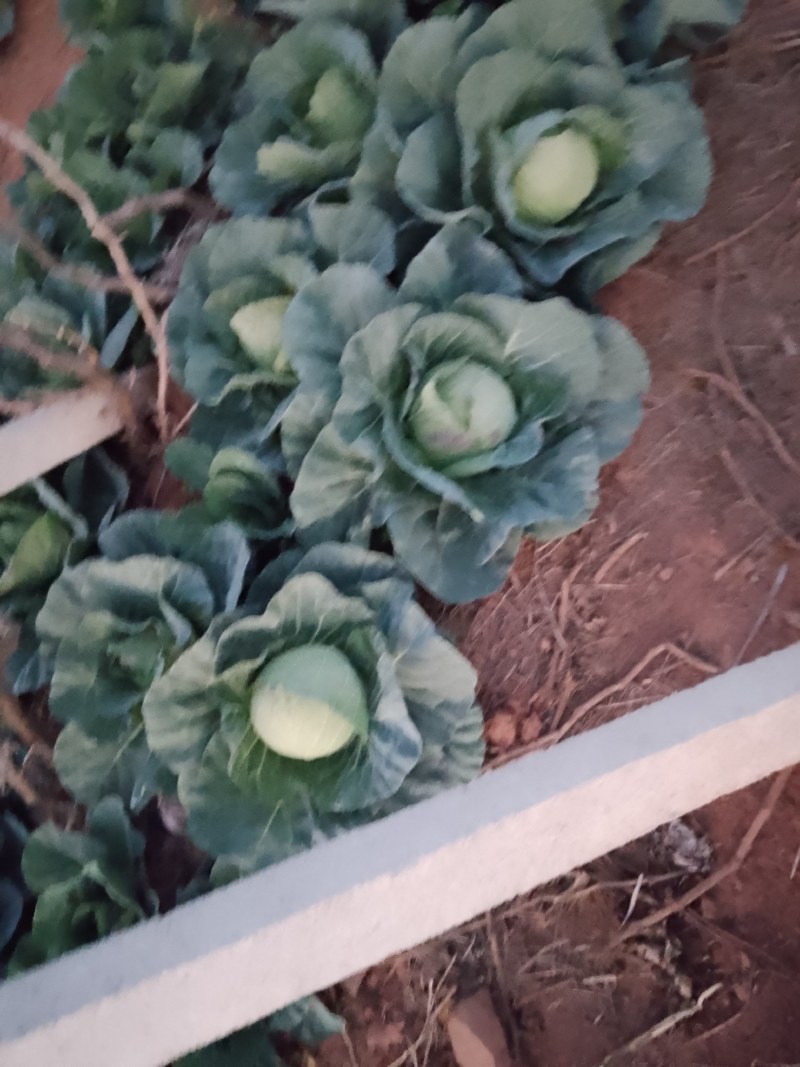 圆包菜