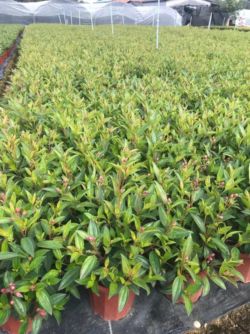 巴西野牡丹佛山基地直销一手货源，绿植批发