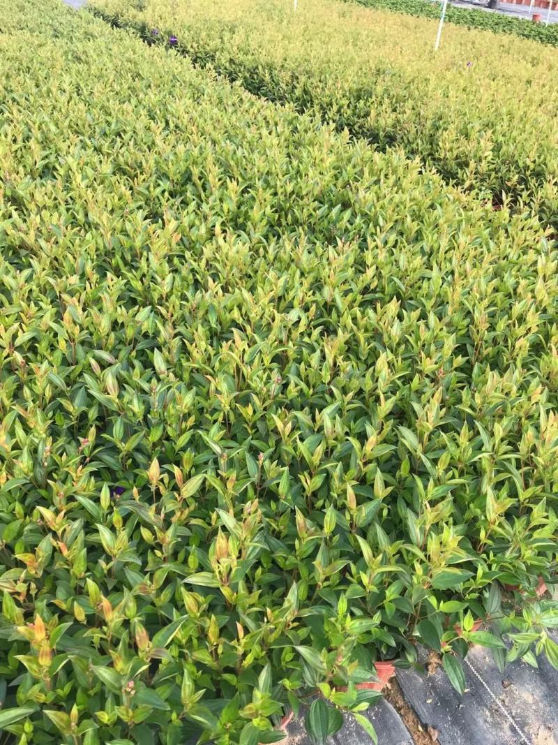 巴西野牡丹佛山基地直销一手货源，绿植批发