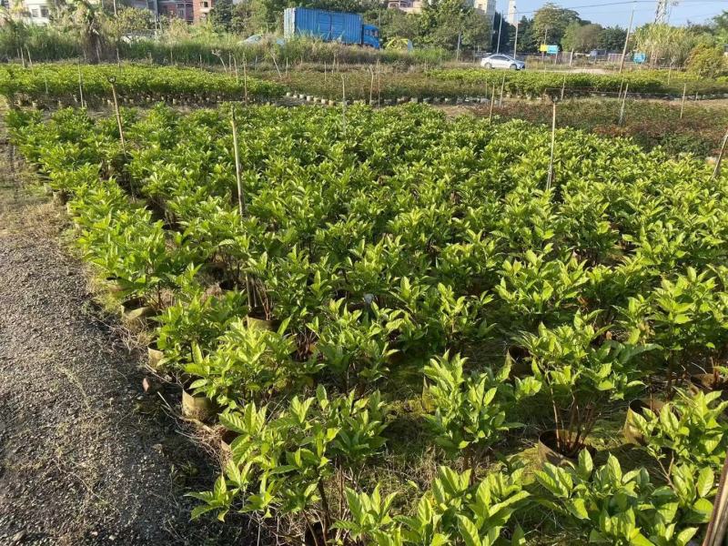 巴西野牡丹佛山基地直销一手货源，绿植批发