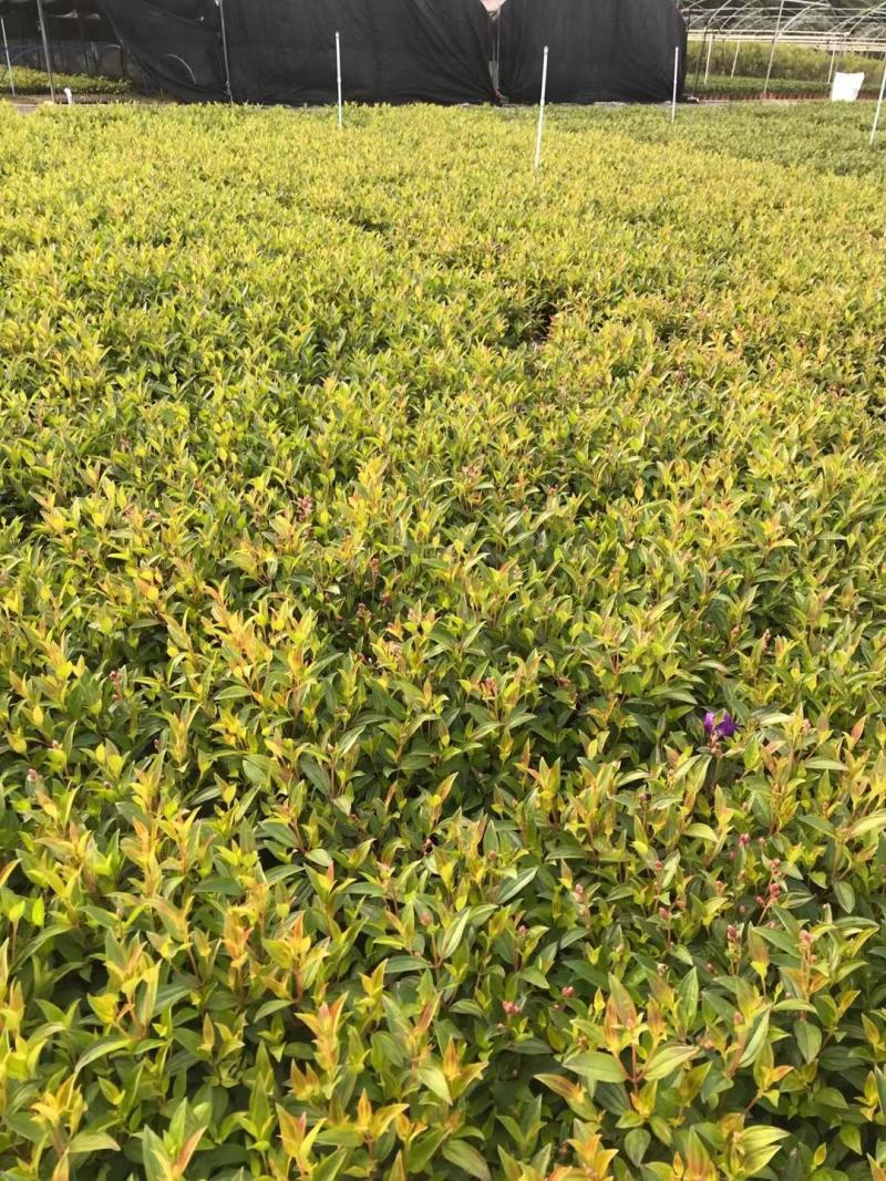 巴西野牡丹佛山基地直销一手货源，绿植批发