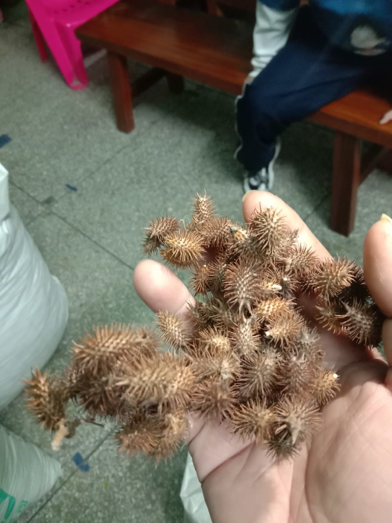 中药材苍耳子，货真价实，无添加，无残留，不是人工种植