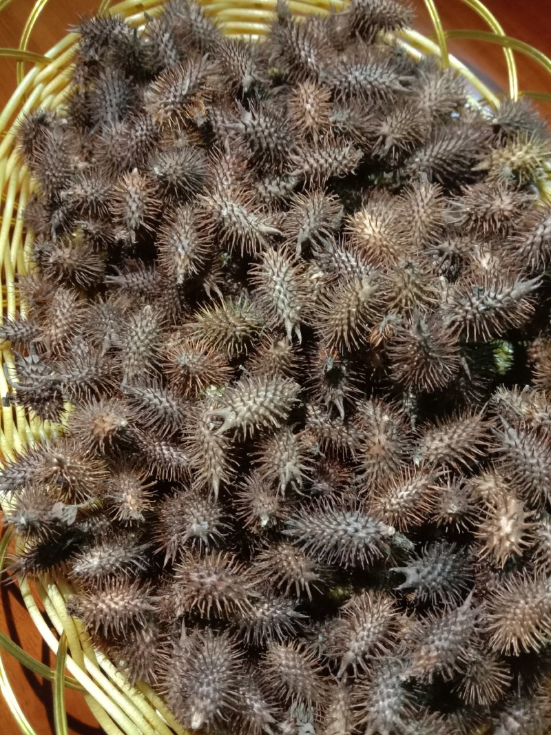 中药材苍耳子，货真价实，无添加，无残留，不是人工种植