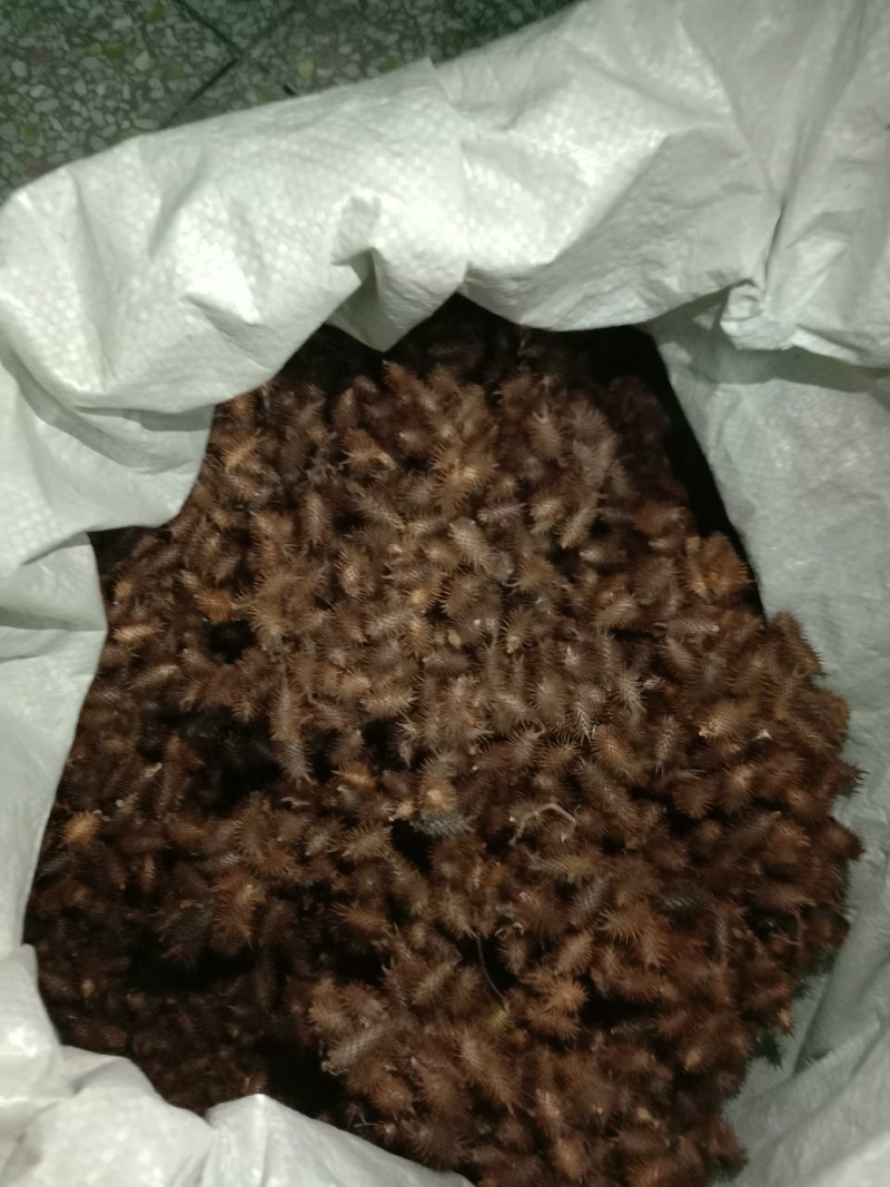 中药材苍耳子，货真价实，无添加，无残留，不是人工种植