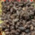 中药材苍耳子，货真价实，无添加，无残留，不是人工种植