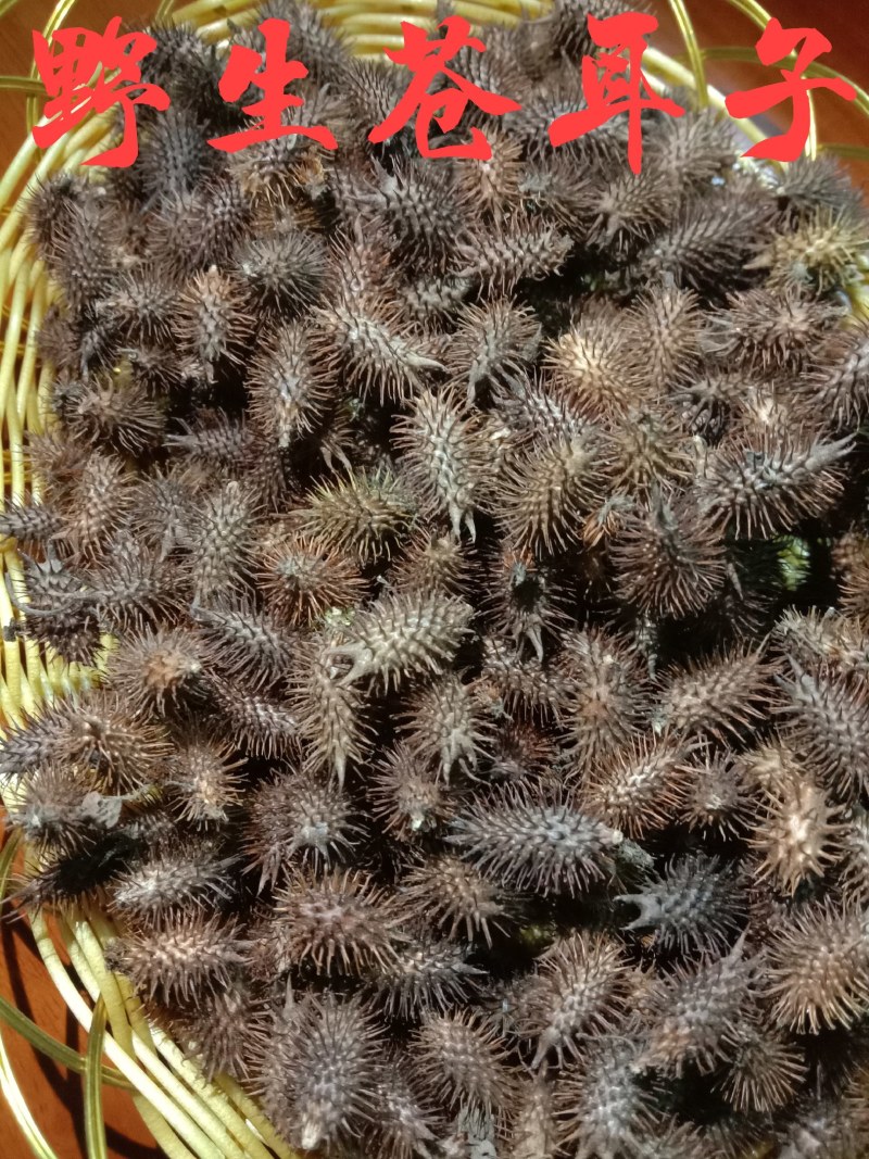 中药材苍耳子，货真价实，无添加，无残留，不是人工种植