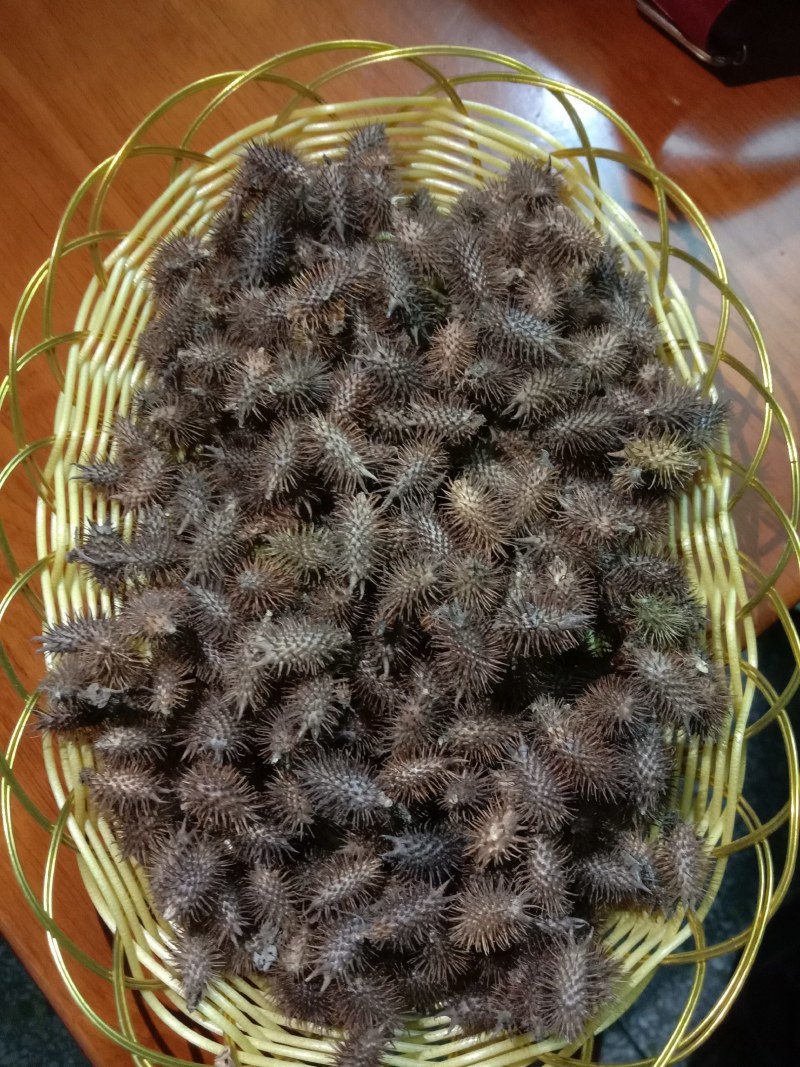 中药材苍耳子，货真价实，无添加，无残留，不是人工种植