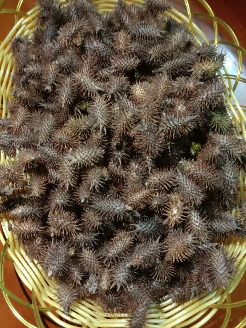 中药材苍耳子，货真价实，无添加，无残留，不是人工种植