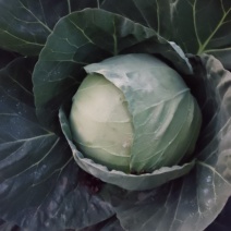 圆包菜