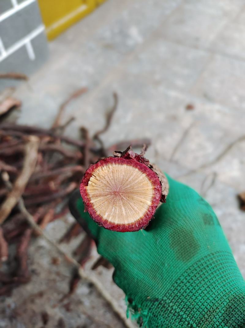 金樱根
