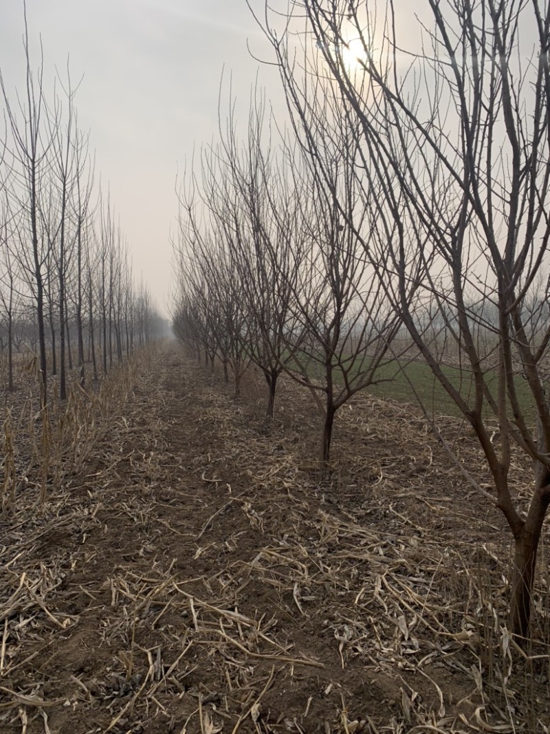 【推荐】3-15桑葚树苗产地直供，规格齐全，大量批发。