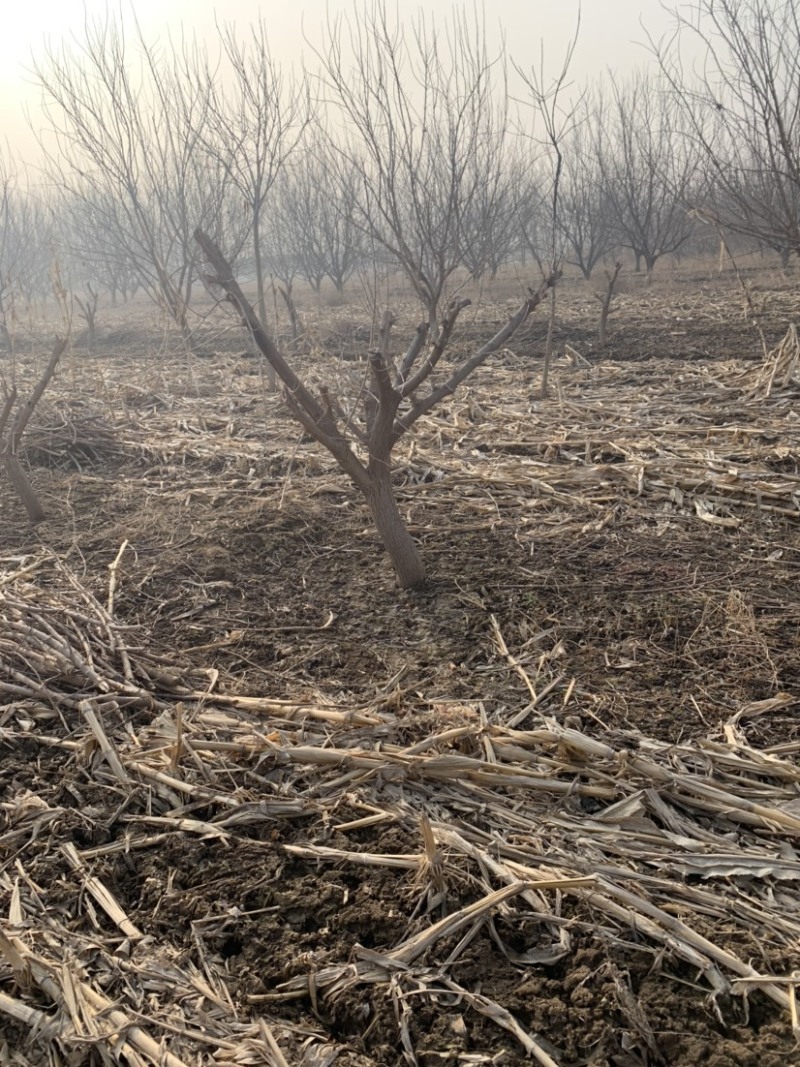 【推荐】3-15桑葚树苗产地直供，规格齐全，大量批发。