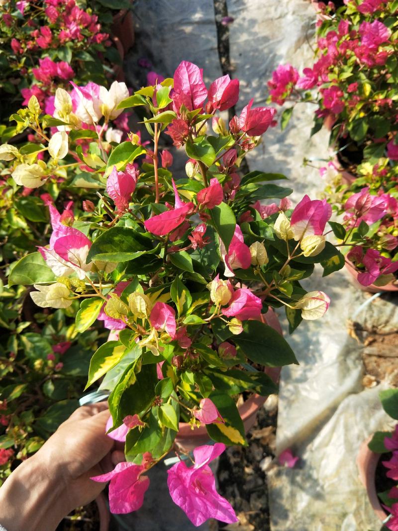 三角梅金心双色，花开双色，红白相间，叶片带金色斑点