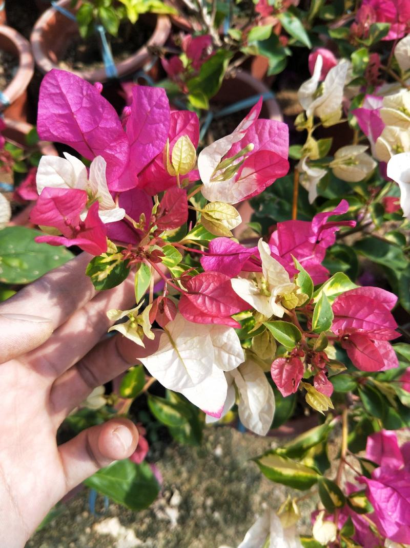 三角梅金心双色，花开双色，红白相间，叶片带金色斑点
