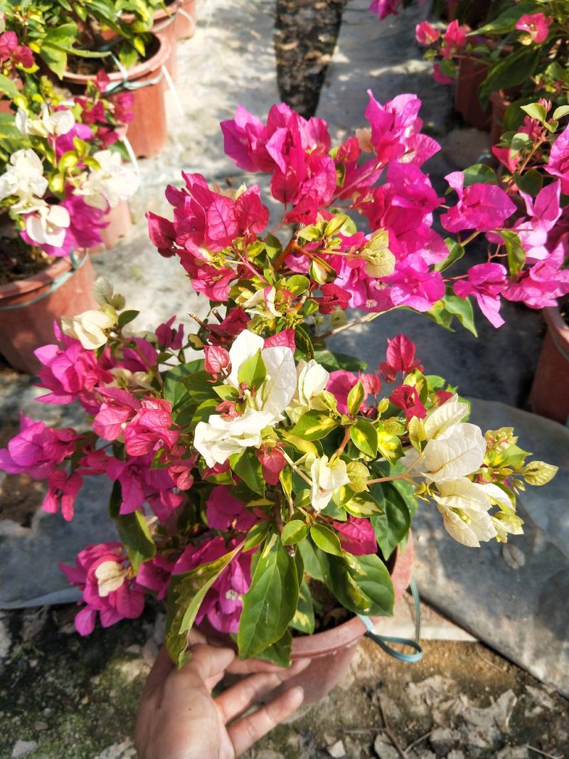 三角梅金心双色，花开双色，红白相间，叶片带金色斑点