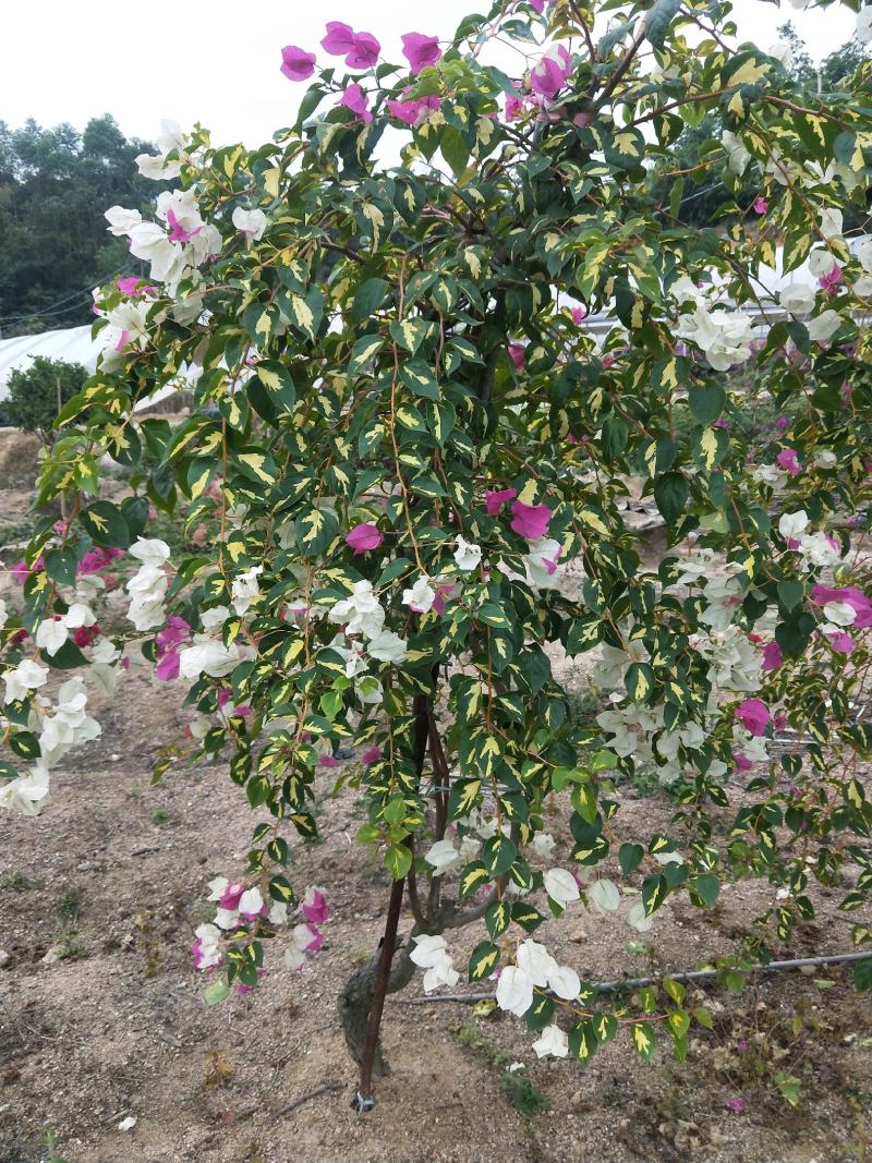 三角梅金心双色，花开双色，红白相间，叶片带金色斑点