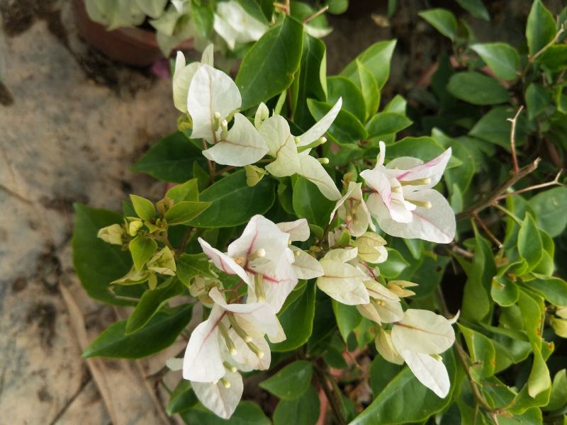 三角梅红樱