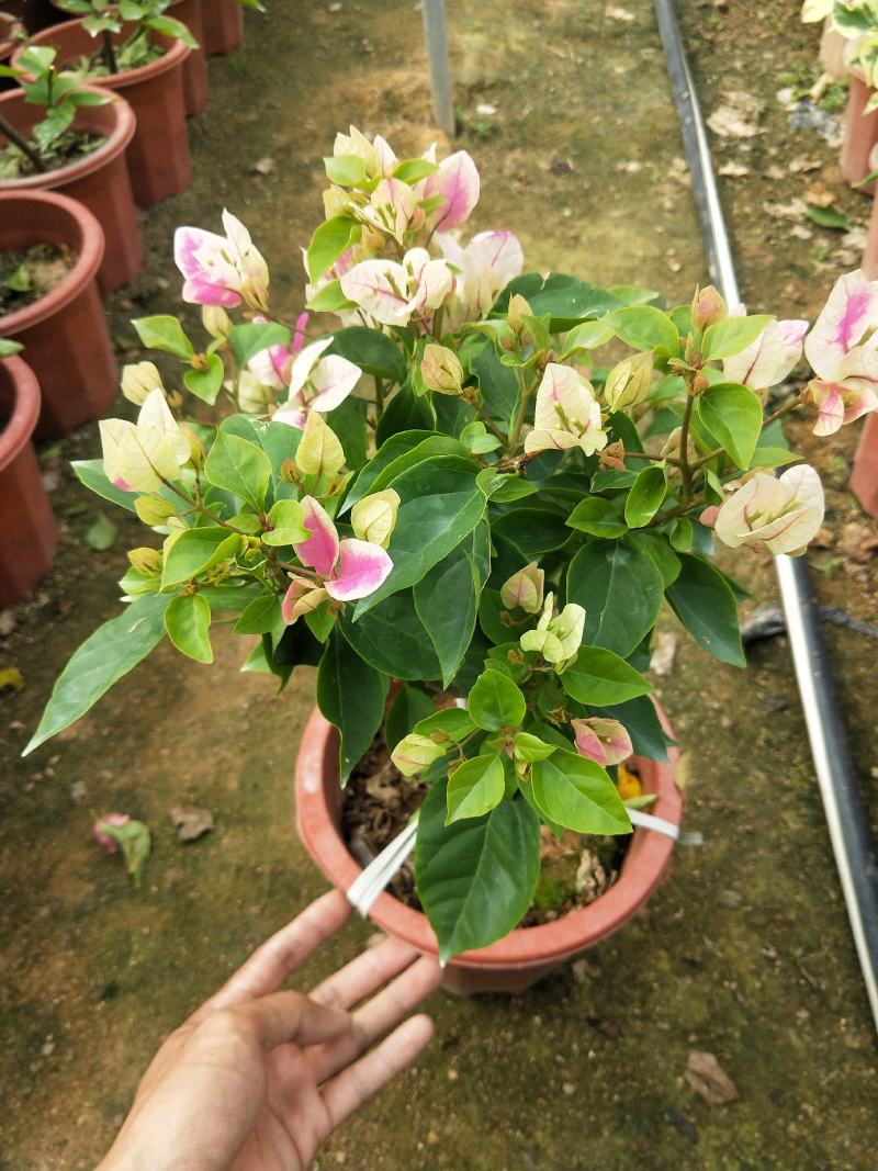 三角梅红樱