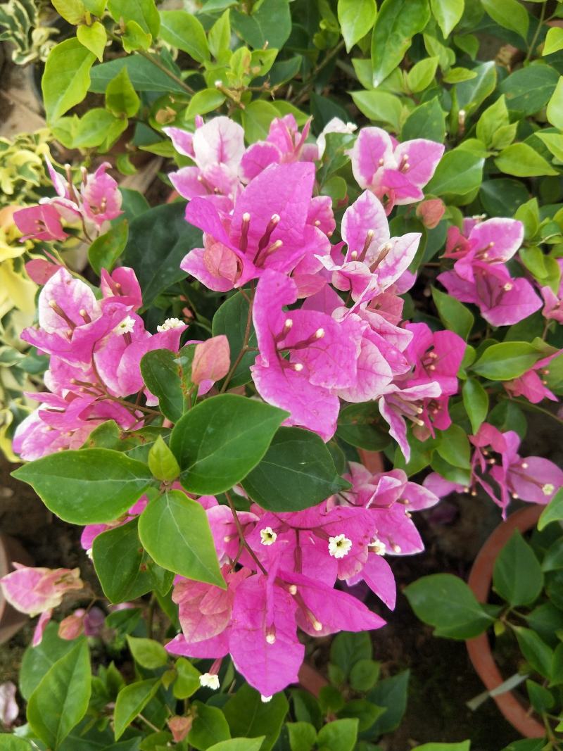 三角梅红樱