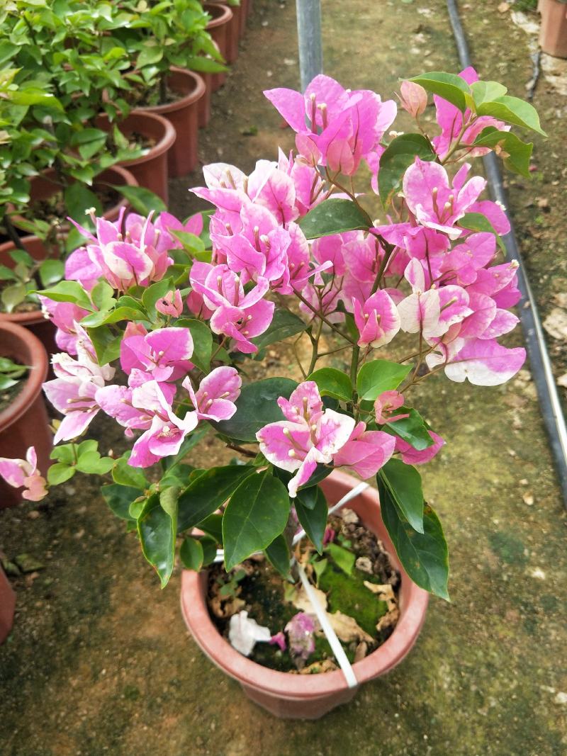 三角梅红樱