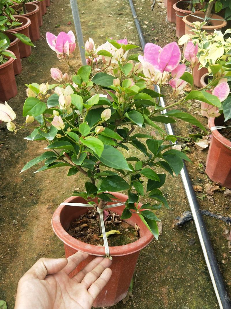 三角梅红樱