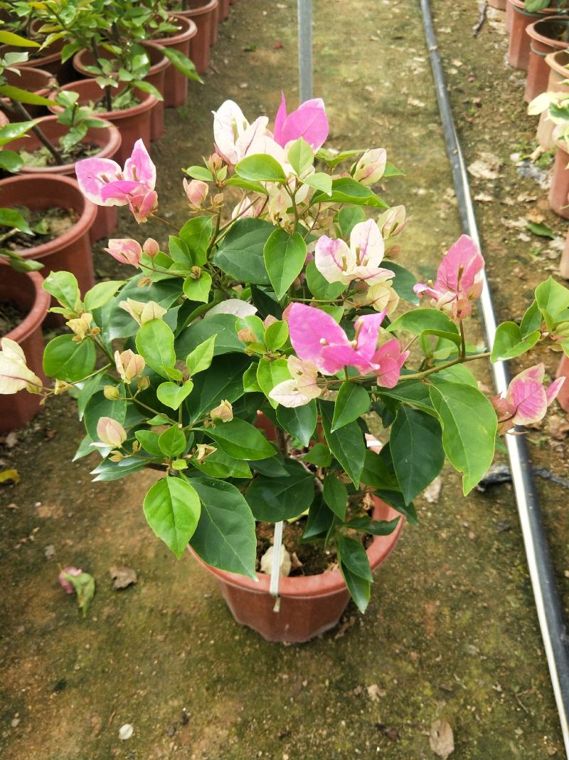 三角梅红樱