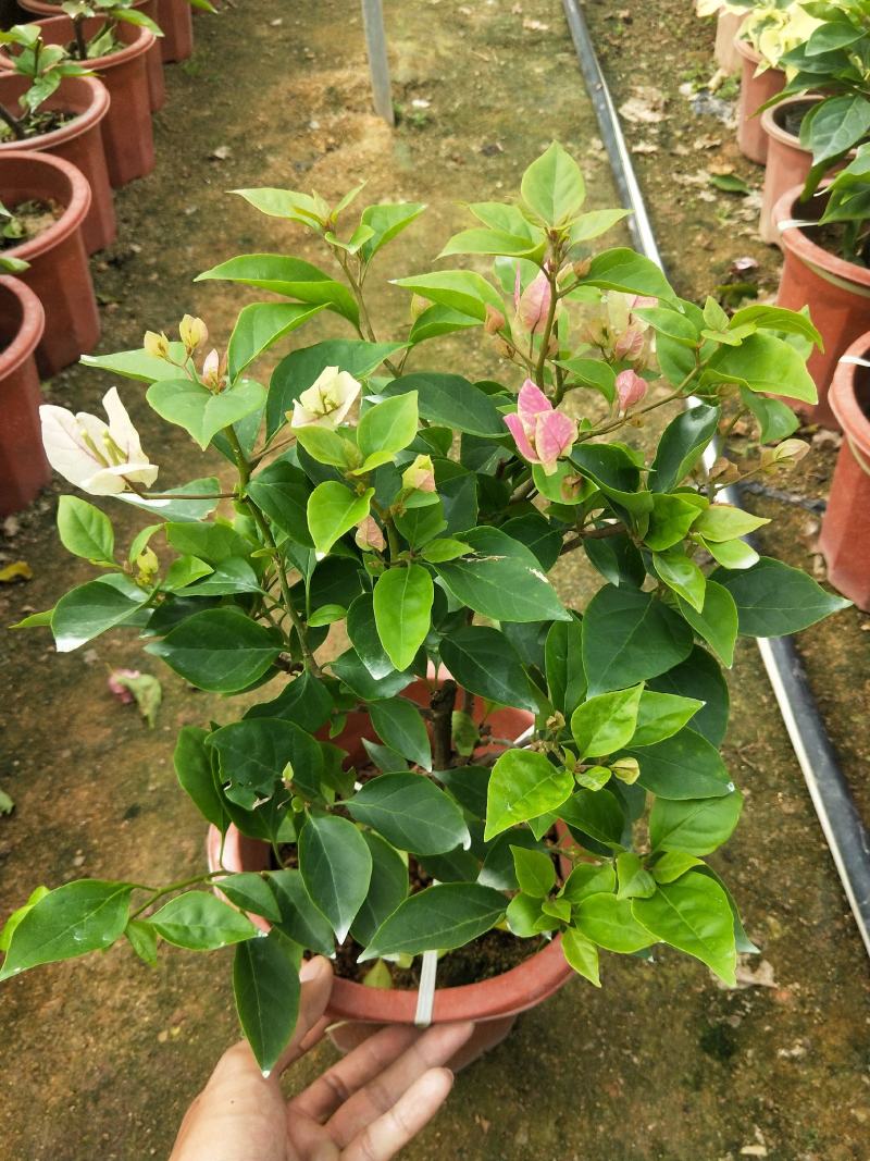 三角梅红樱