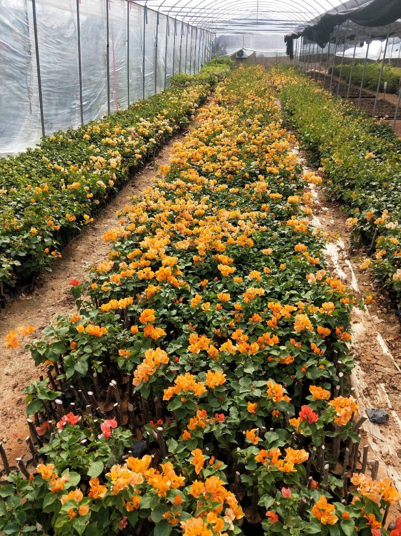 三角梅加州黄、蛋黄。黄花三角梅，花开黄色，黄色花。