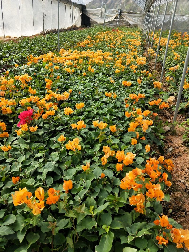 三角梅加州黄、蛋黄。黄花三角梅，花开黄色，黄色花。