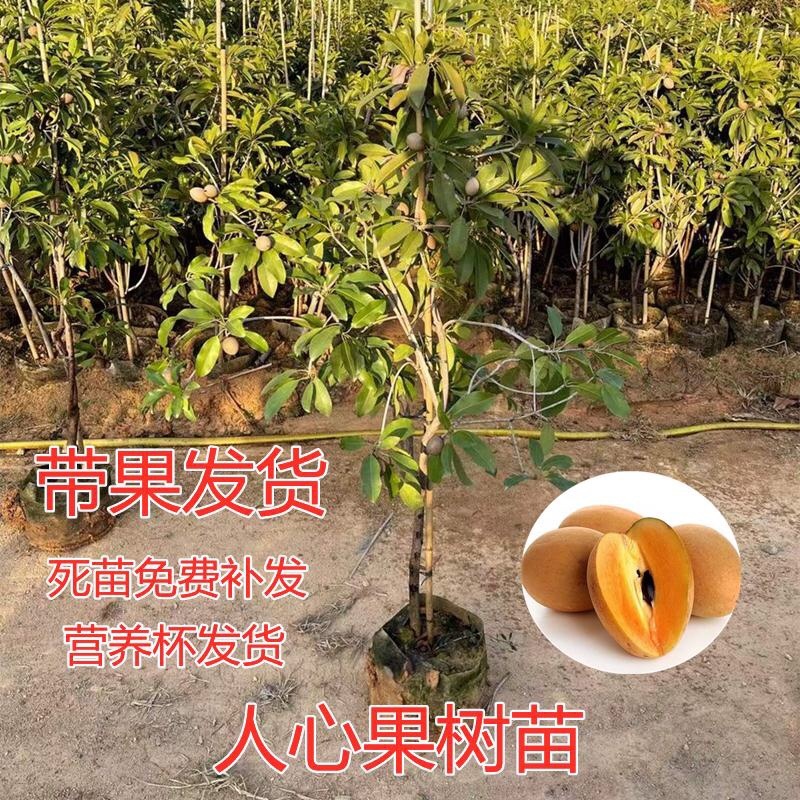 人心果苗杯苗盆栽苗实生苗包邮