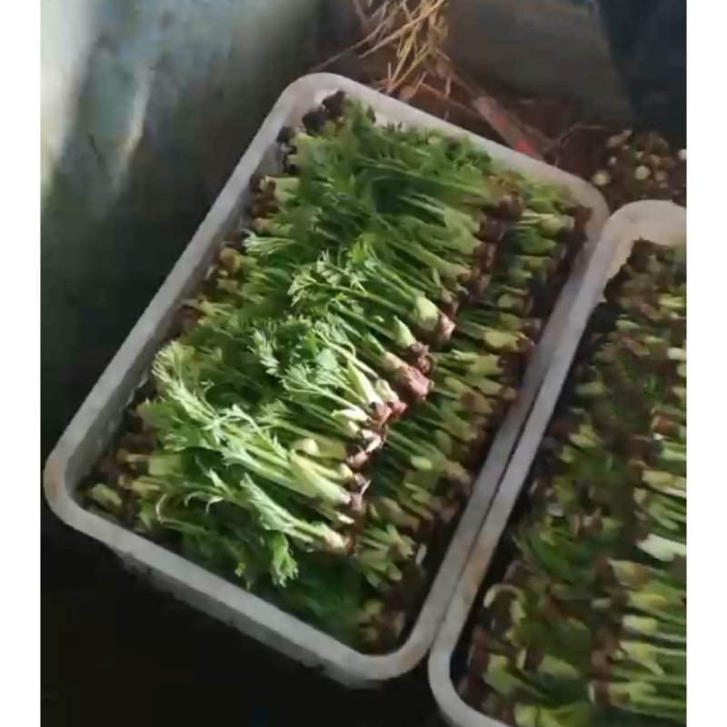 刺龙牙
