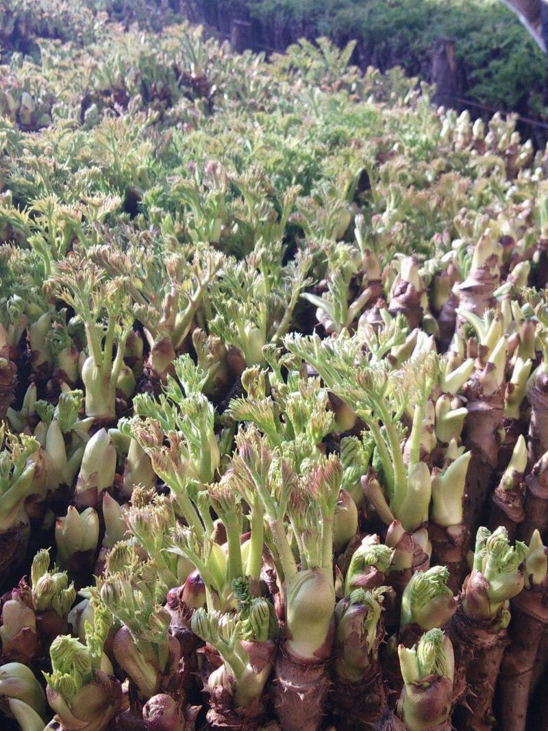 刺龙牙