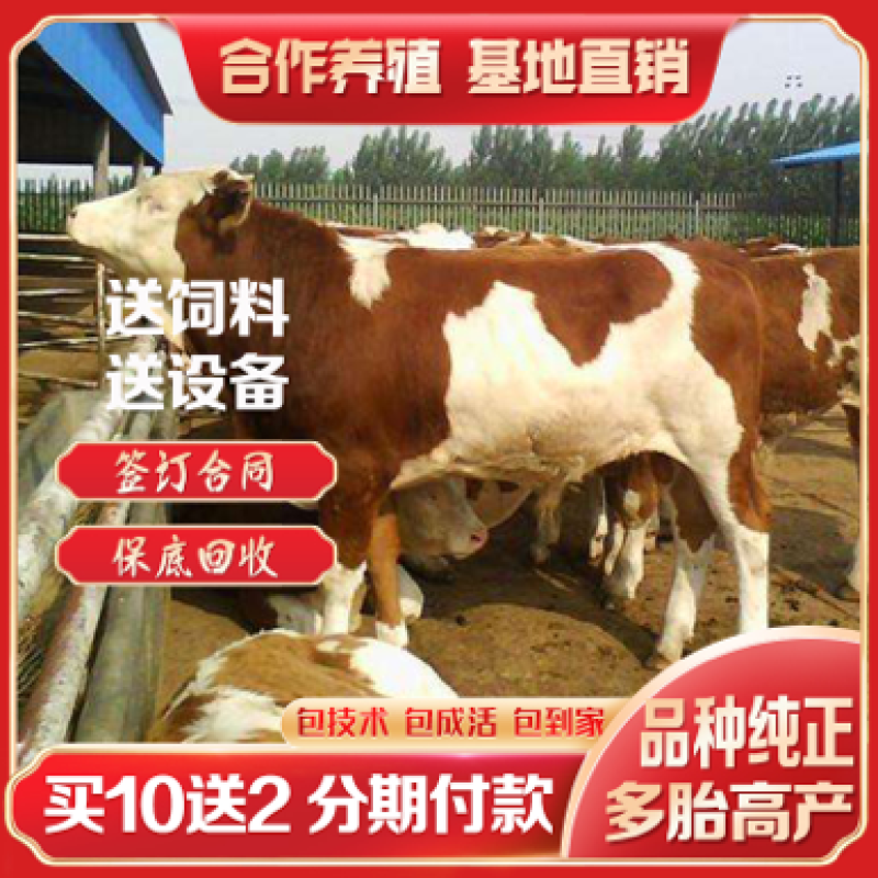 西门塔尔牛西门塔尔牛犊黄牛全国免费送货包成活