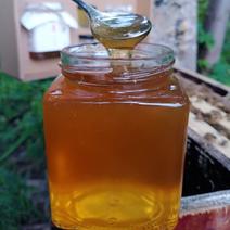 沂蒙山农家蜂蜜土蜂蜜