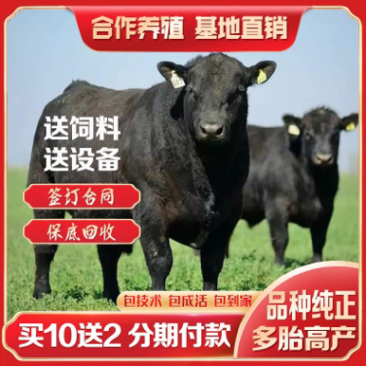优质安格斯牛犊厂家直销包成活包技术全国免费送货