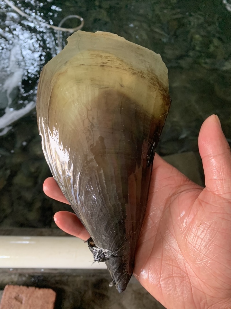 精品鲜贝二级带子，一级带子绿皮肥货，全国供应，烧烤精品