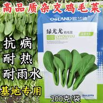 杂交鸡毛菜种子青菜种子青梗耐热耐湿耐雨水夏季专用
